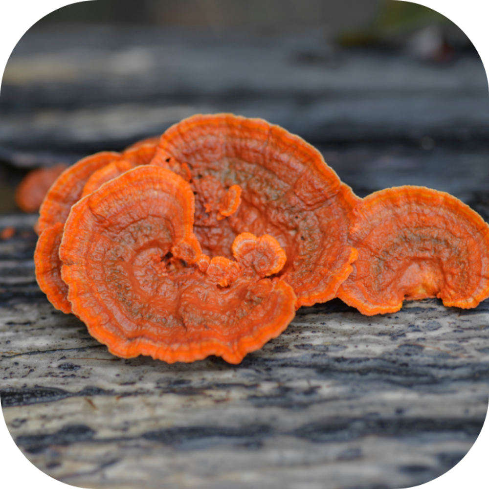 Nấm linh chi Kingfoodmart