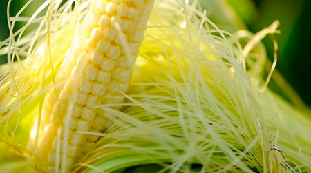 Lợi ích tuyệt vời từ râu ngô có thể bạn chưa biết
