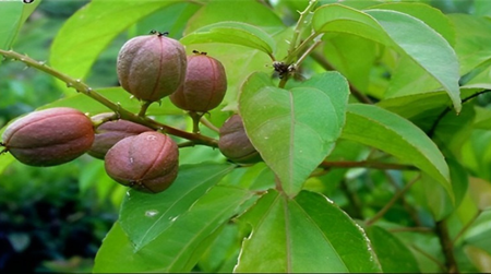 Những điều cần biết về cây ba đậu để sử dụng hiệu quả