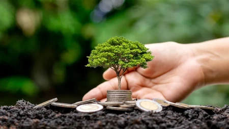 Cây cảnh có thể gây ngộ độc trẻ em: cẩn trọng và an toàn