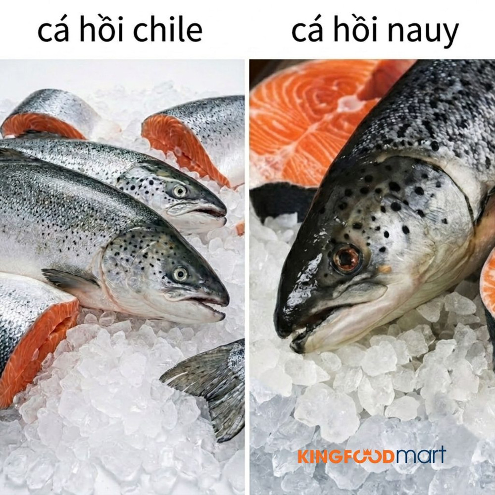ca-hoi-nauy-voi-chile-1