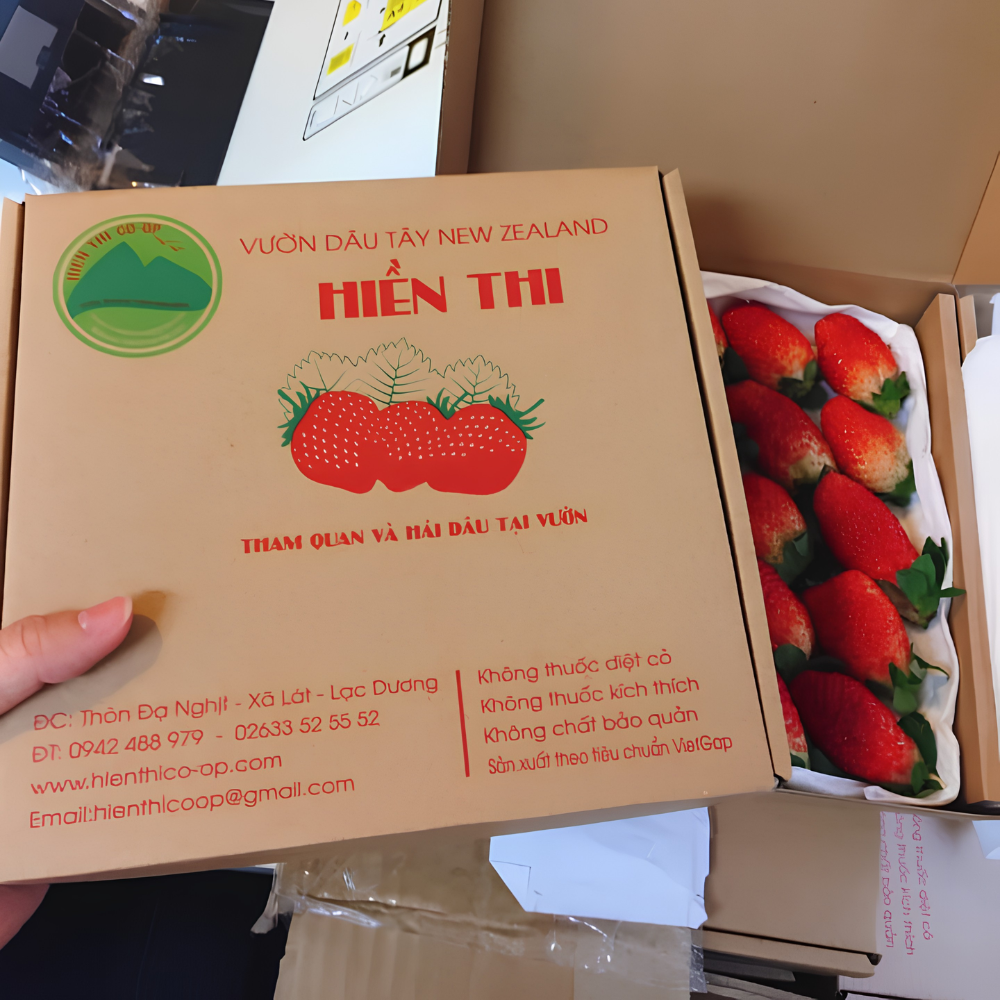 Dâu tây tươi đóng gói tối giản, thân thiện với môi trường tại HTX Hiền Thi.