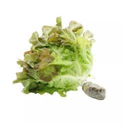 Xà lách Oak Leaf thuỷ canh gói 150g (1 Gói)