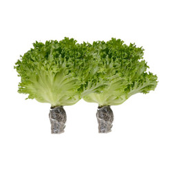 Combo 2 gói xà lách thuỷ tinh thuỷ canh 200gr (2 Gói)