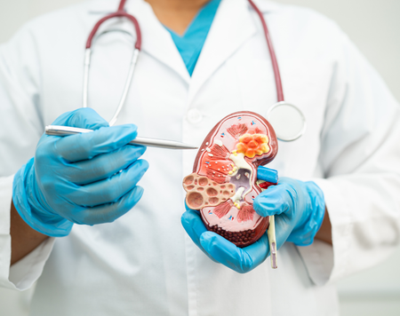 Định nghĩa thận âm và thận dương trong Đông Y