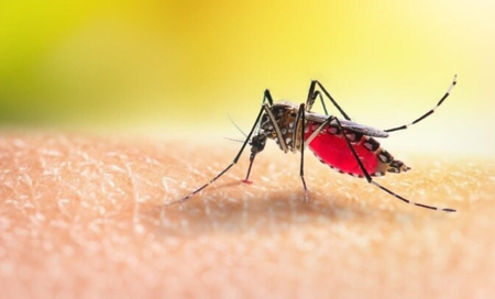 Cách phòng ngừa và xử lý côn trùng đốt hiệu quả cho trẻ