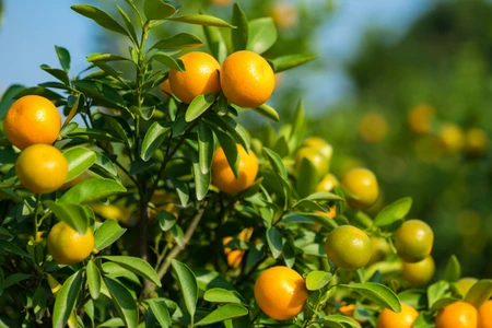 So sánh cam vàng Úc Navel với cam vàng Úc Valencias