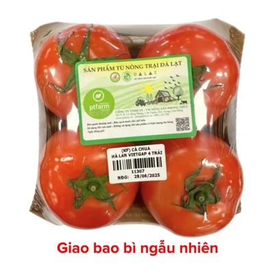 Cà chua giống Hà Lan VietGAP vỉ 4 trái