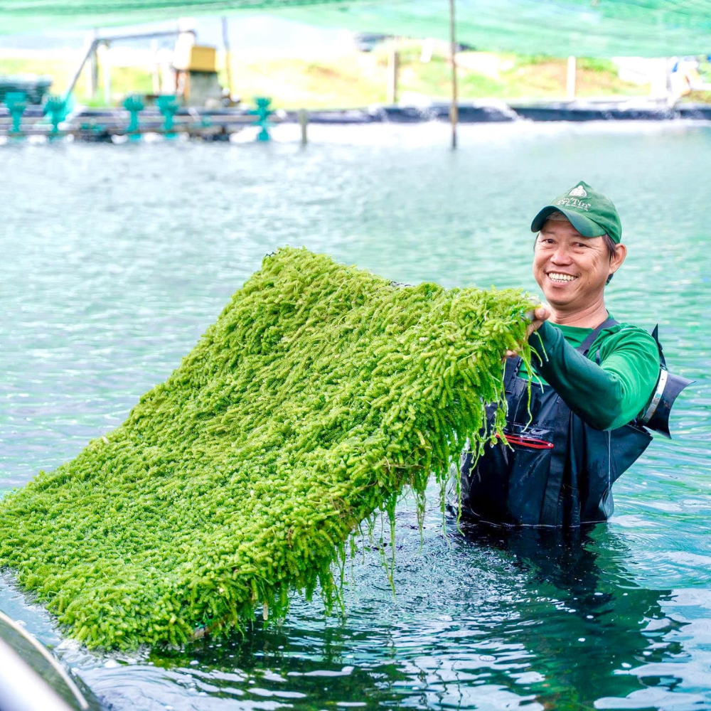 Rong biển Trí Tín được khai thác tự nhiên tại vùng biển nguyên sơ Khánh Hòa, đảm bảo an toàn tuyệt đối cho sức khỏe.