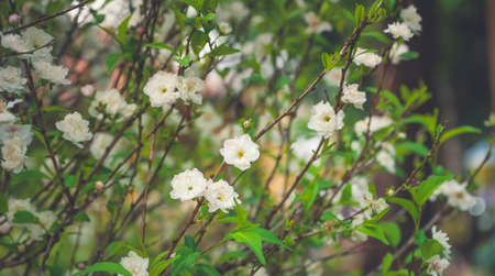 Cắm hoa ngày tết màu trắng được không?