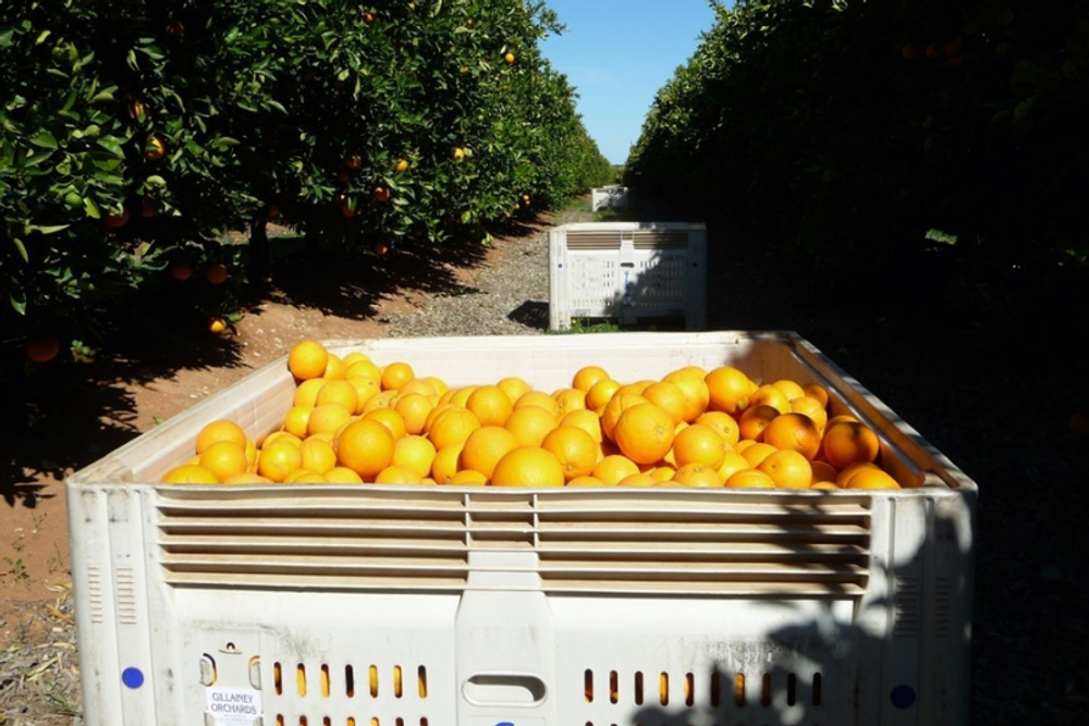 Cam vàng Navel Kingfoodmart