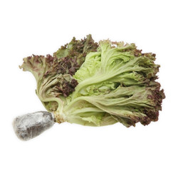 Xà lách Lolo tím thuỷ canh PTFARM gói 150g (1 Gói)