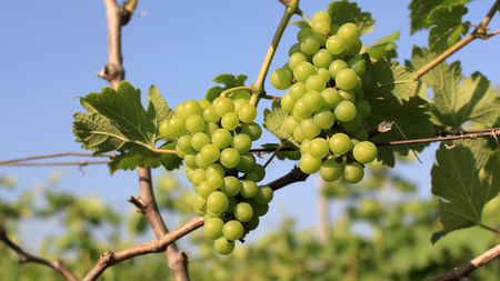 Nho xanh Valley Pearl – Đặc sản trên khắp đất nước Hoa Kỳ