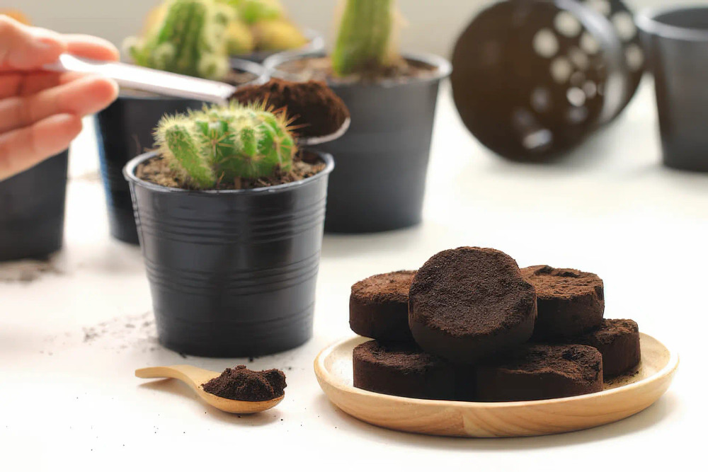 bã cà phê vào đất trồng cây trong chậu nhỏ làm phân bón hữu cơ cung cấp dinh dưỡng nitơ, kali và cải tạo đất cho cây trồng trong vườn