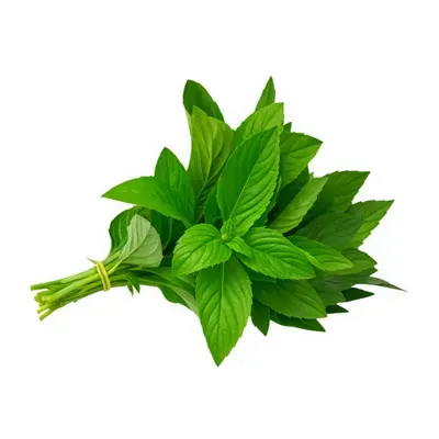 Húng cây VietGAP Phước Hiệp gói 50g