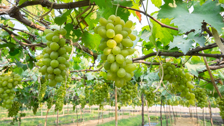 Vì sao giá nho xanh lại khác nhau? Bạn đã biết lý do chưa?