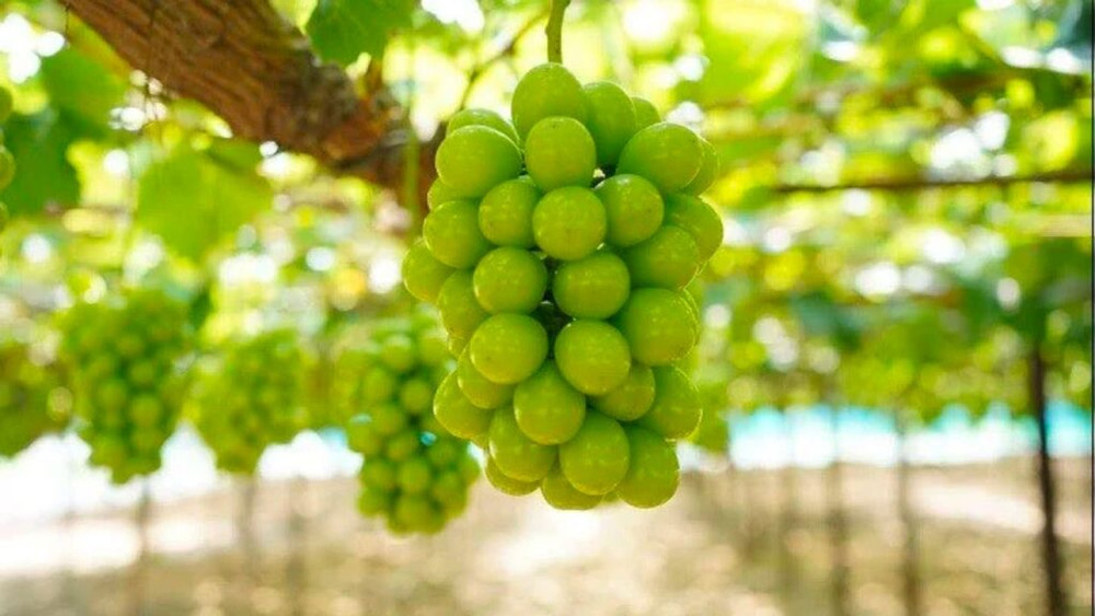 nho sữa nhật bản