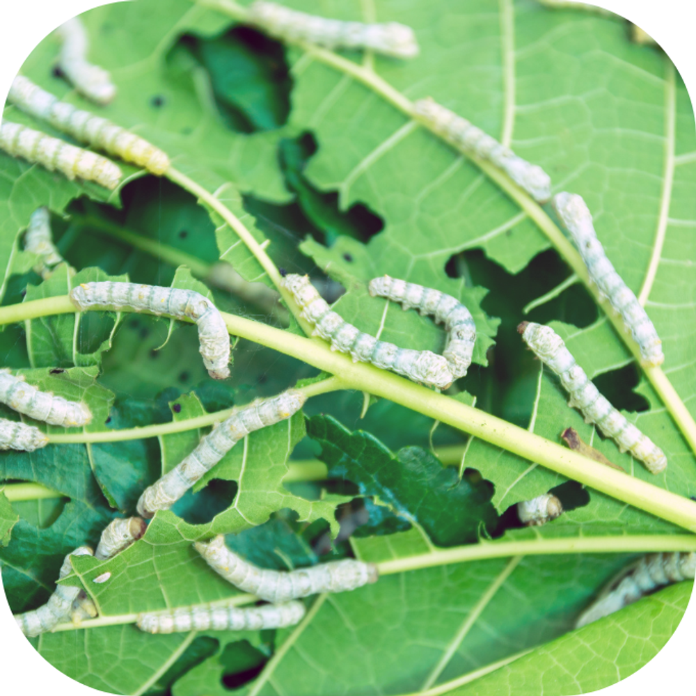 Mẹo diệt sâu, bọ Kingfoodmart