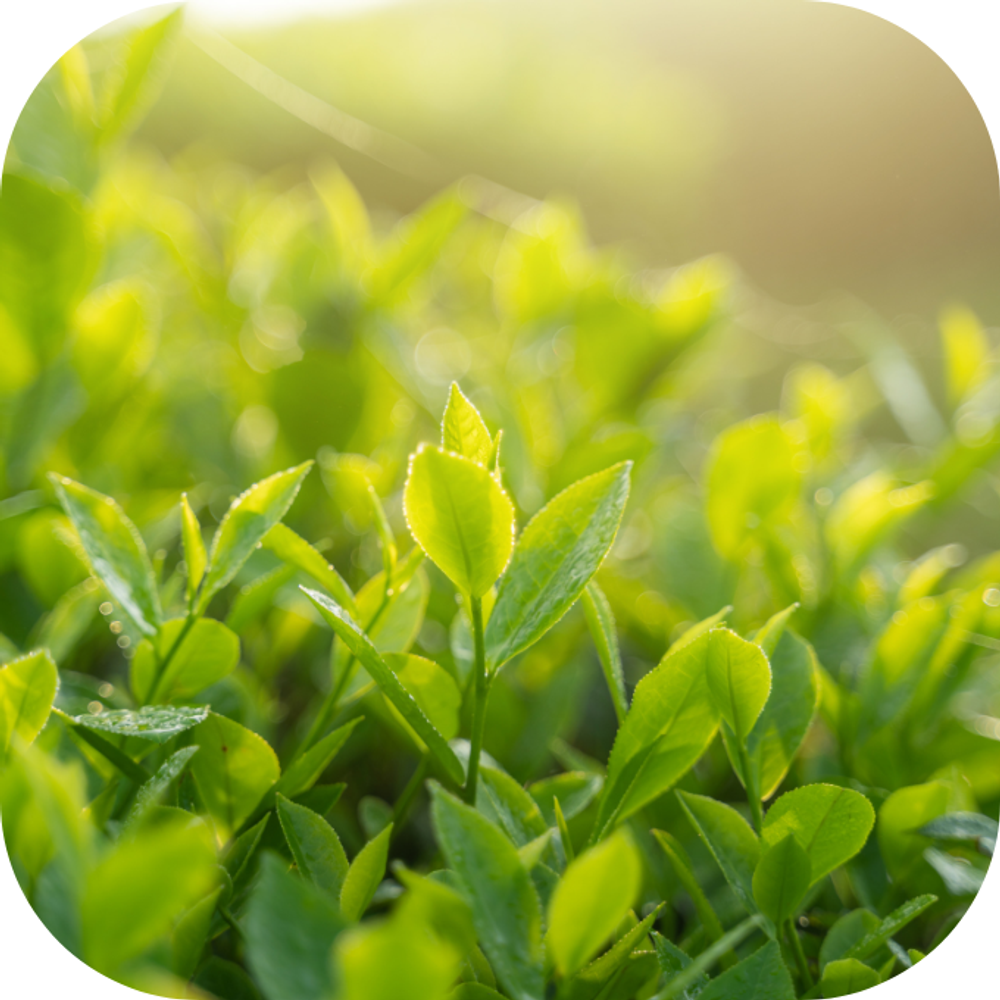 trà xanh Kingfoodmart