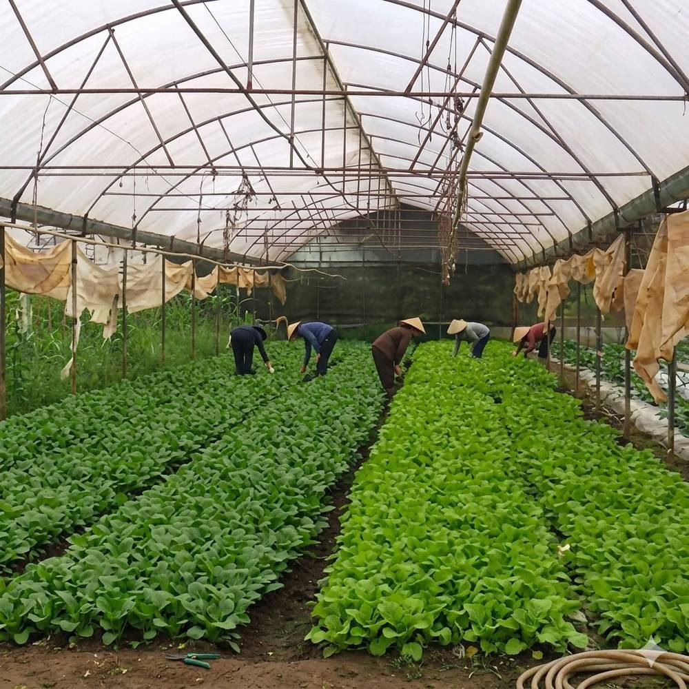 Công ty TNHH Nông Nghiệp Miền Đất Hy Vọng Việt Nam (Hopeland Vietnam Farm): Rau hữu cơ trong nhóm Tick Xanh Kingfoodmart
