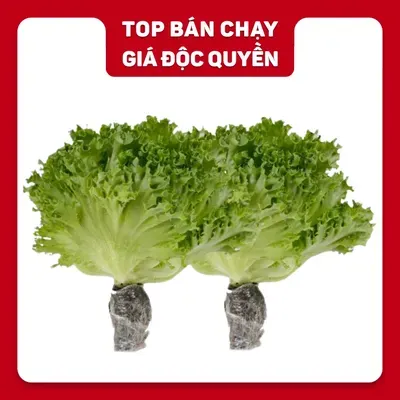 Combo 2 gói xà lách thuỷ tinh thuỷ canh 200g