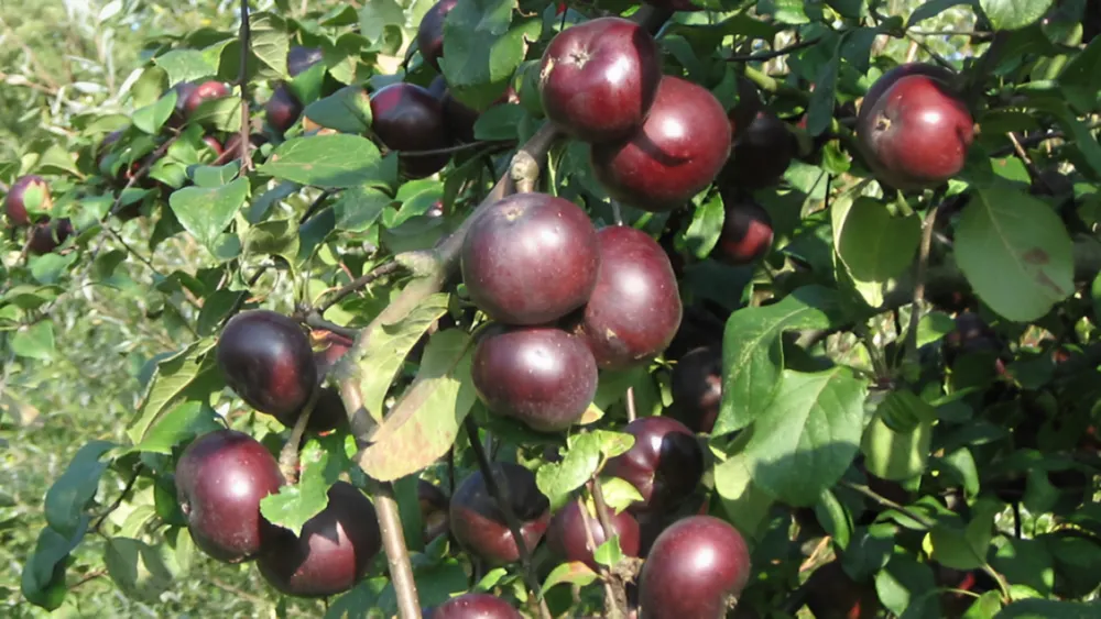 Táo Api Noir – Thức quà quý đến từ nước Pháp - Chuỗi siêu thị thực phẩm ...