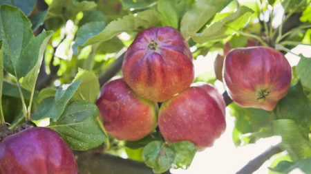 Táo Bloody Ploughman – Giống táo gia truyền tại vùng Scotland