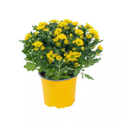 Chậu cúc Dalat Hasfarm (1 Chậu)