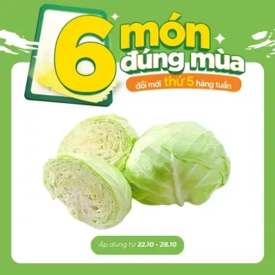 Bắp cải trắng Đà Lạt VietGAP 800g-1.1Kg