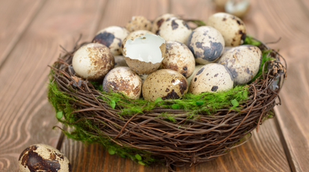 Nguồn dinh dưỡng vàng cho mọi nhà từ trứng chim cút