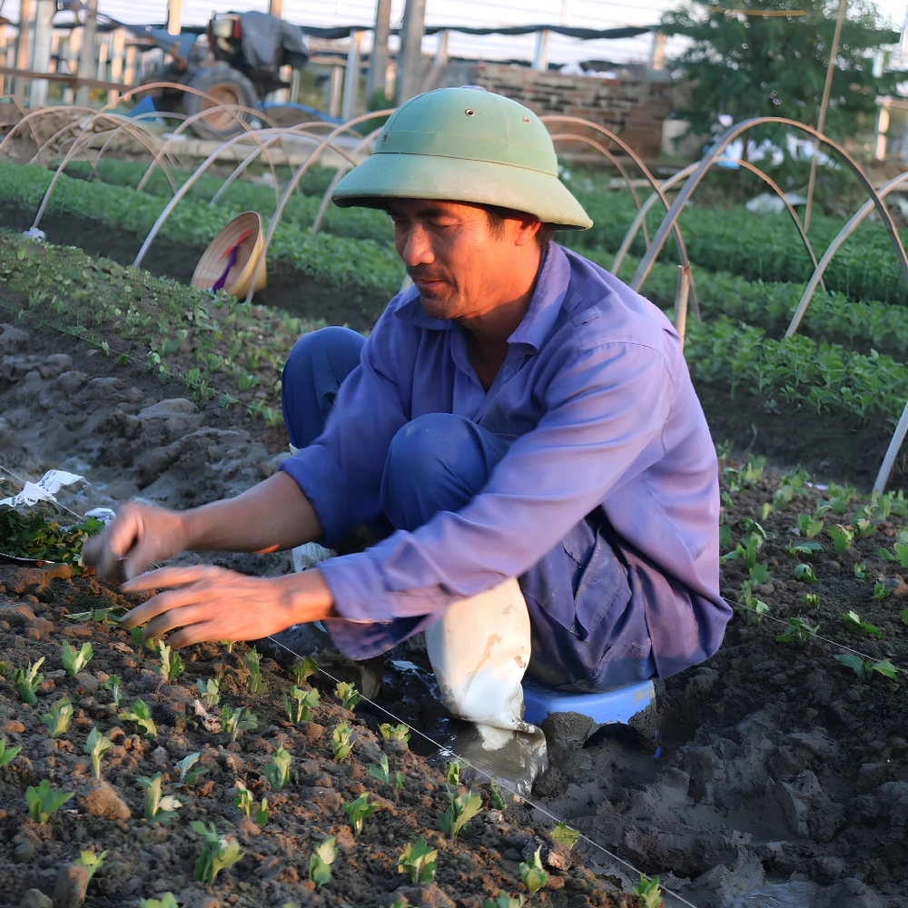 Giá sản phẩm Tick Xanh cao hơn do chi phí sản xuất sạch từ trang trại đạt chuẩn đến hệ thống kiểm định độc lập. (Nguồn: Internet)