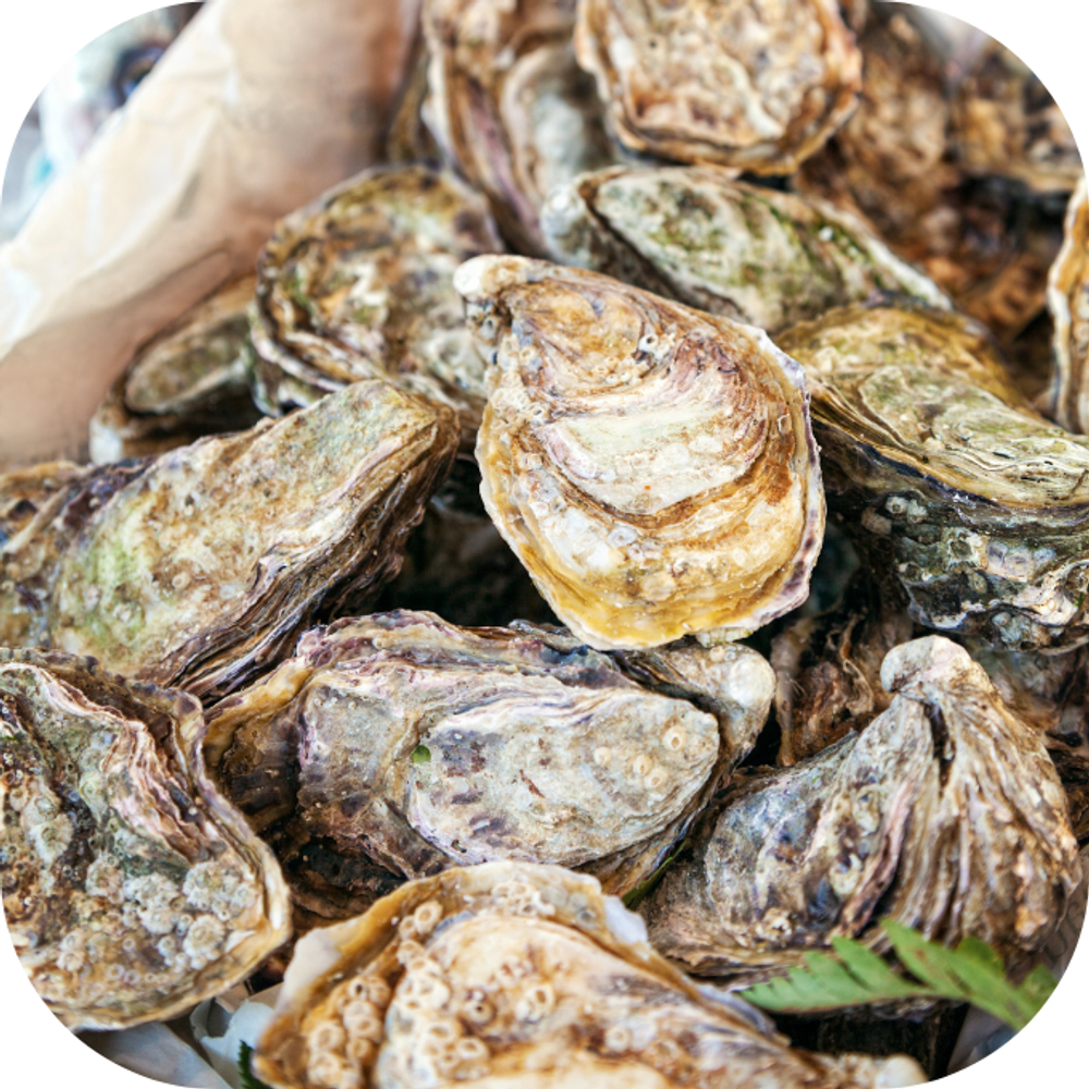 Hàu món quà từ biển Kingfoodmart