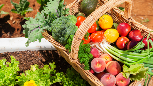 Lí do người Việt Nam thích trái cây Úc