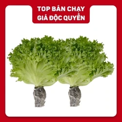 Combo 2 gói xà lách thuỷ tinh thuỷ canh 200g