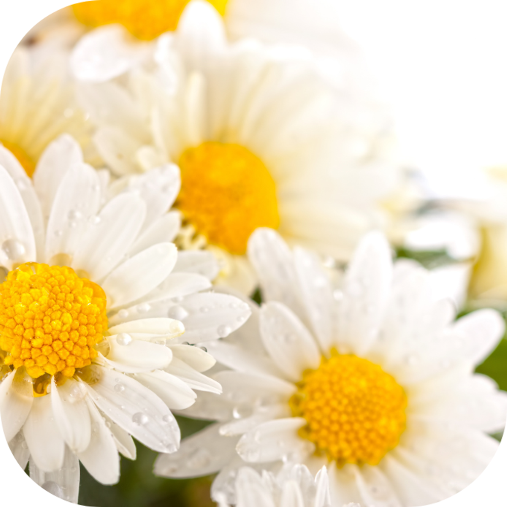 Hoa cúc Kingfoodmart