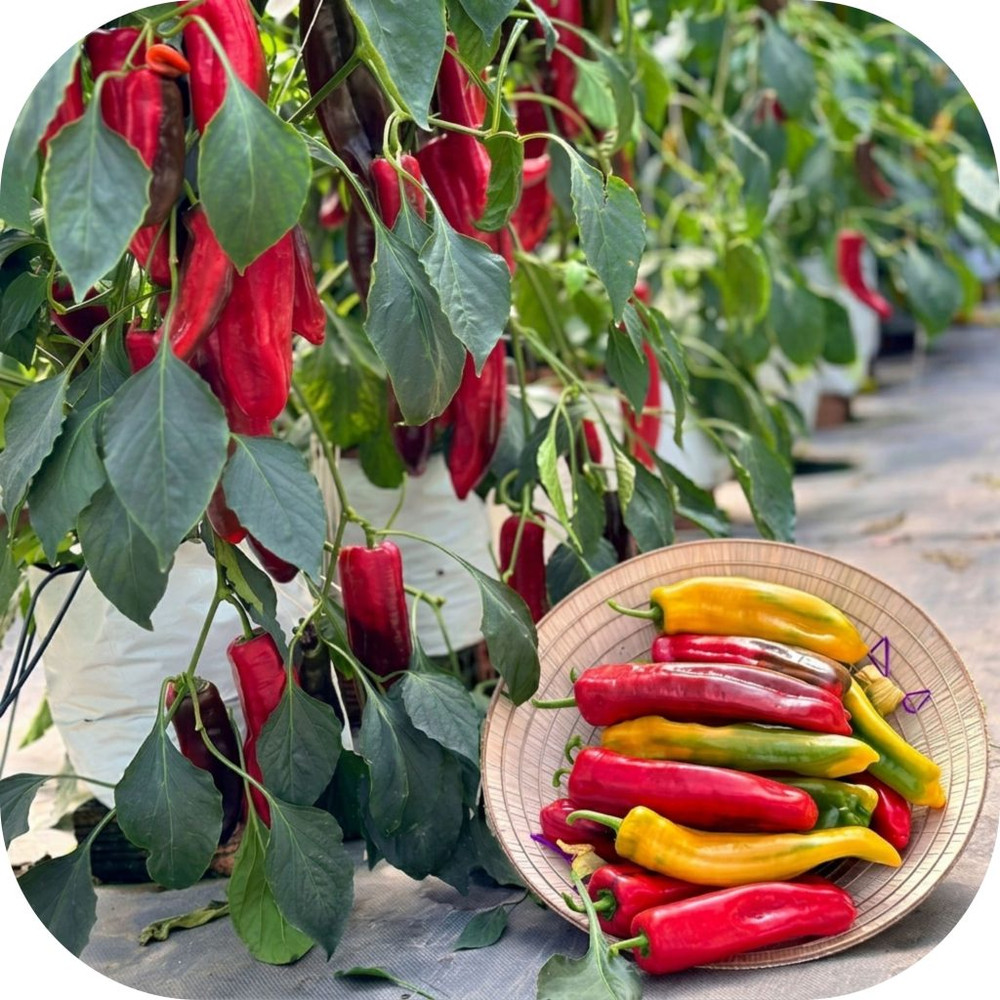 Mai-Khoi-Farm-2