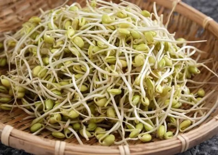 Cách trồng giá đỗ chỉ trong 2 ngày mà không cần tưới nước