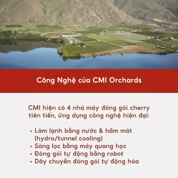 Cherry Mỹ 500g