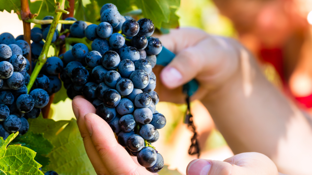 Nho den khong hat My