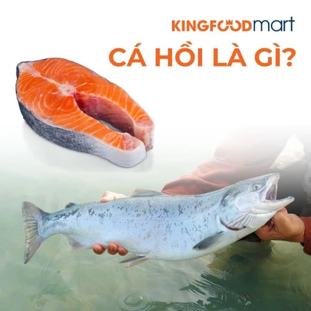 Cá hồi là gì? Tất cả những điều cần biết về loài cá ngon, giàu dinh dưỡng này