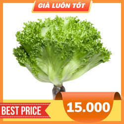 Xà lách thuỷ tinh thuỷ canh gói 200g (1 Gói)
