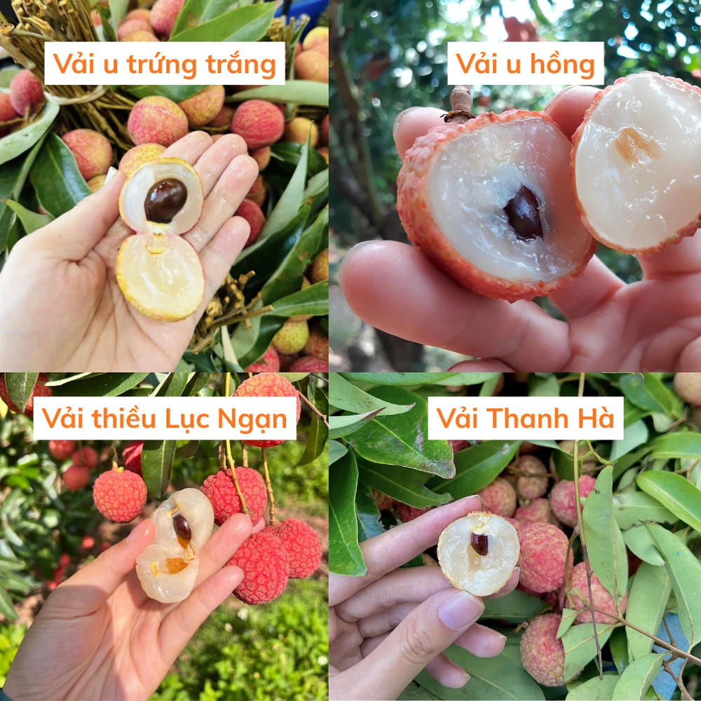 Cận cảnh hương vị và đặc trưng của các loại quả vải đầu mùa và chính vụ.