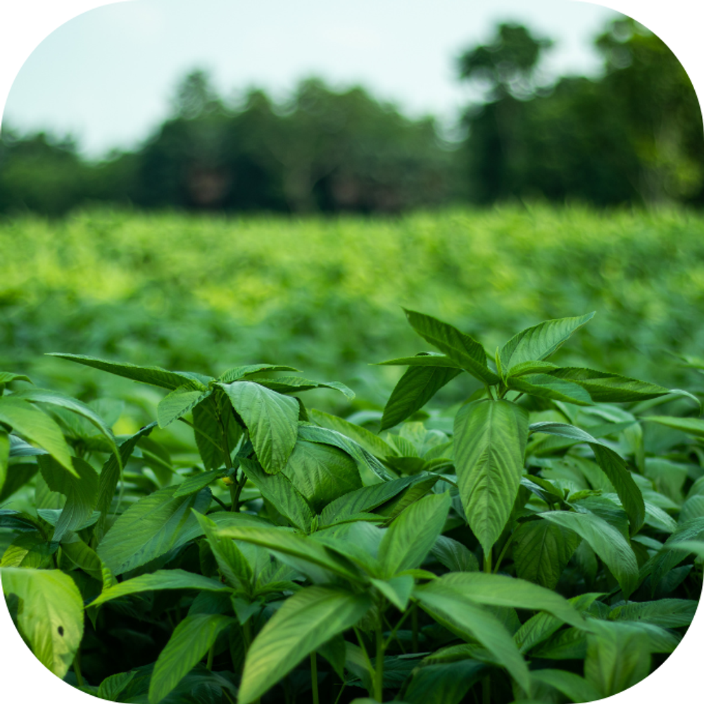 rau đay Kingfoodmart