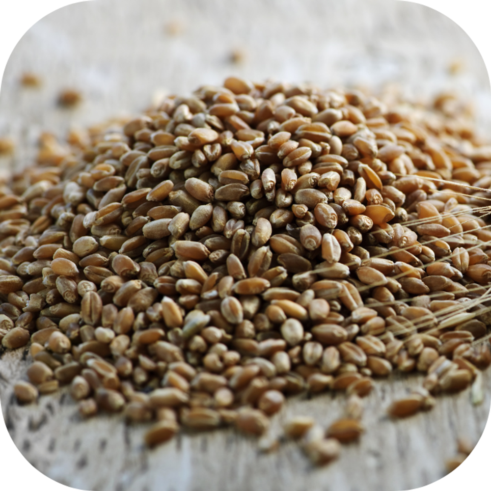 Ngu coc Kingfoodmart