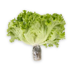 Xà lách Polo xanh thuỷ canh PTFARM cây 180 UP