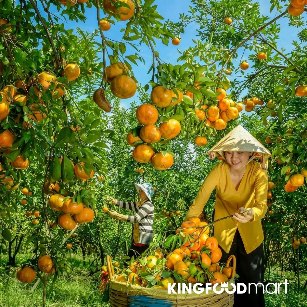 Vườn quýt đường Lai Vung Đồng Tháp trồng quýt nổi tiếng nhất Việt Nam. 