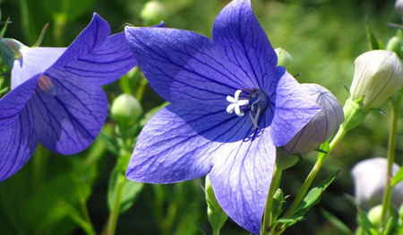 Tác dụng tuyệt vời của cây cát cánh