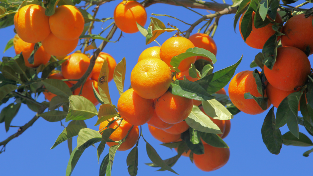 Cam vàng Satsuma là gì?