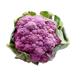 Bông cải tím nhập khẩu Úc Antfarm