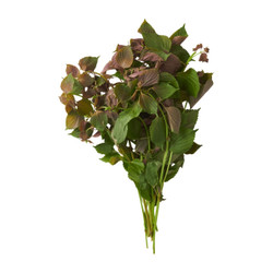 Tía tô VietGAP Phước Hiệp gói 100g (1 Gói)